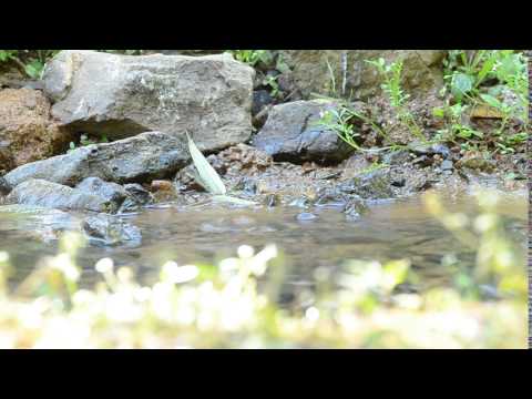 Bulbul krátkozobý (Spizixos canifrons) — správanie, biotop a hlas