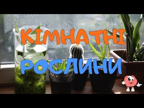Кімнатні рослини для дітей. Кімнатні рослини в ДНЗ.