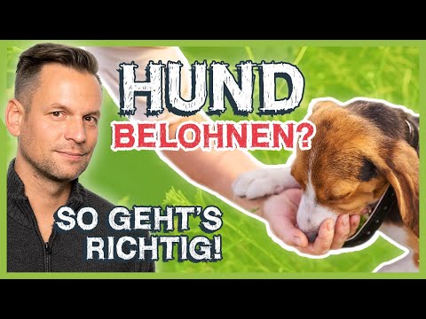 Den Hund belohnen: Diese 2 gravierenden FEHLER sehe ich zu oft!