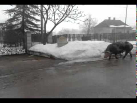 Vojin Jaki Tera KrMACU