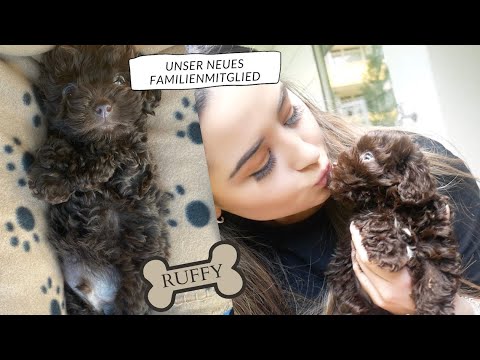 WIR HOLEN UNSEREN WELPEN AB 🐶 - CHARLY CE