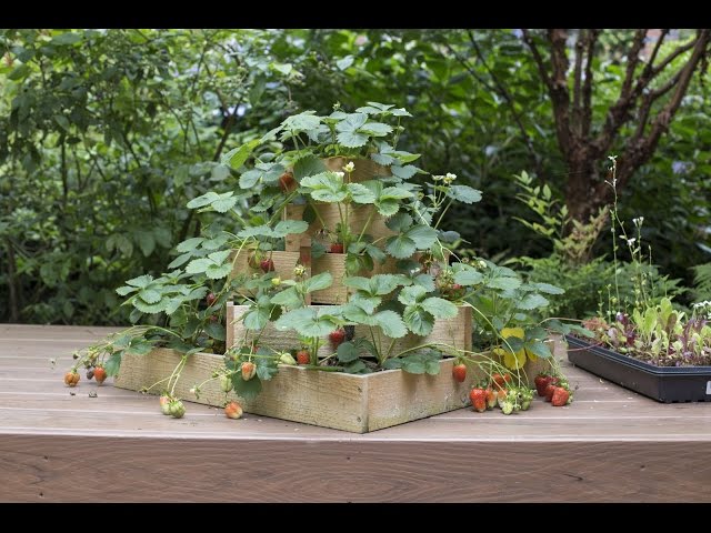 How To Build a Strawberry Planter