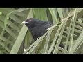 Eastern Koel Calling.  (Eudynamys orientalis) HD Video Clip 1 / 2