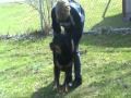 ROTTWEILER ~ ABUSED ~ RESCUED ~ LOOKING ...