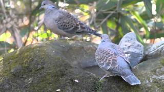 preview picture of video '冬の野鳥 キジバト Oriental Turtle Dove Nikon1V1 +  FT1 + 70-300mm'
