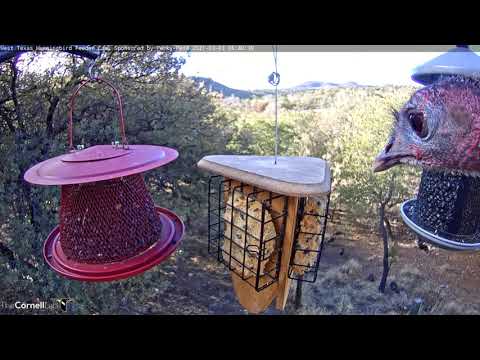 Wild Turkey Steals The Show In West Texas While Snacking On Sunflower Seeds – March 3, 2021