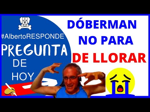 Dóberman de 5 Años que NO PARA  de LLORAR 😭  - QUÉ HACER 👉