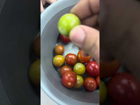 أصغر بندورة بالعالم أكلها موسى! 😂🍅