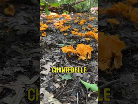 If you want to find more of these #chanterelles #foraging #mushroom