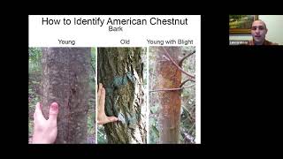 Finding American Chestnuts