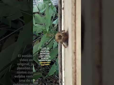 #Meliponicultura #conservación  #abejanativa@MelnoQuintal #MISIONES#ARGENTINA #CAMPOVIERA#yatei