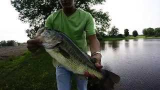 LiveTarget Field mouse - Bass Fishing  (720p)