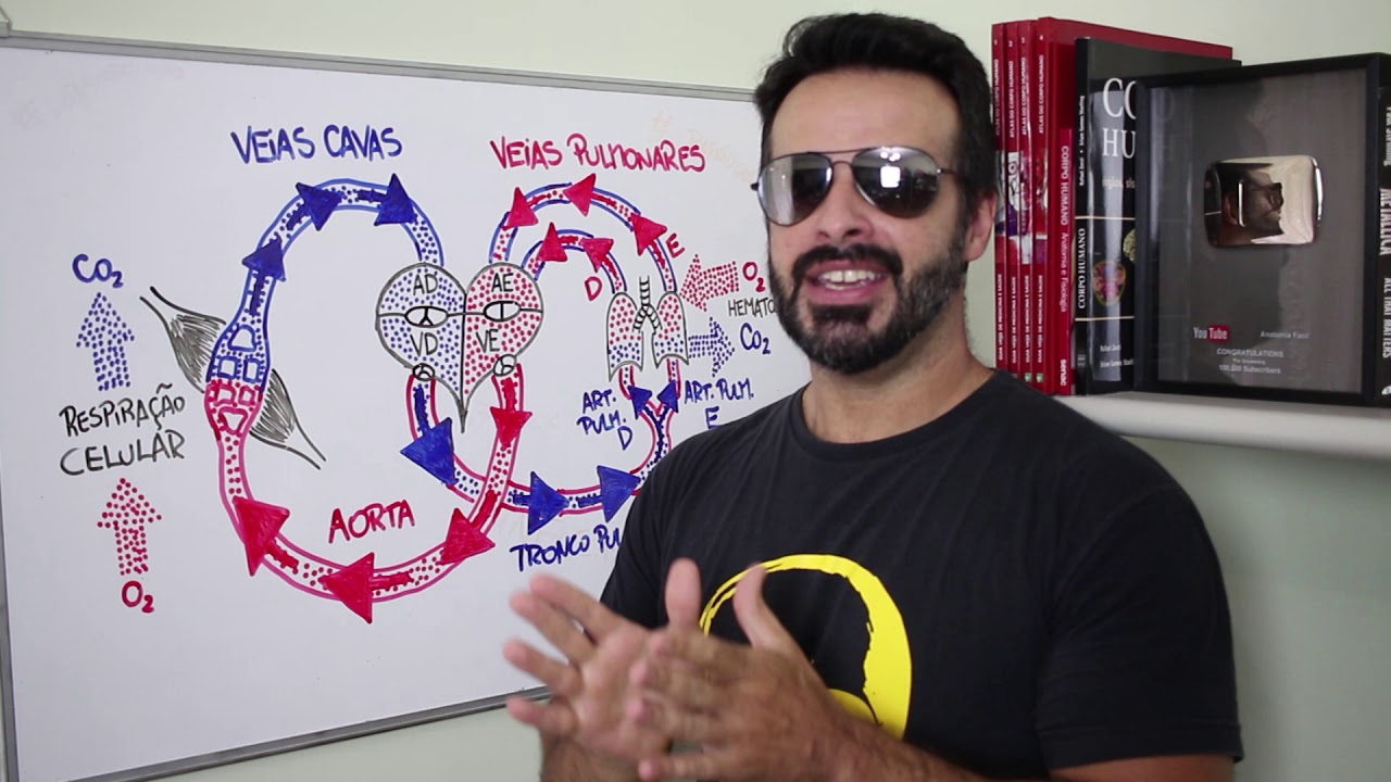 Minuto da Anatomia #8 - Circulação Pulmonar e Circulação Sistêmica em 1 MINUTO - Anatomia Humana