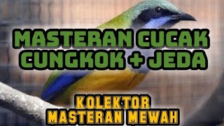 Download lagu Masteran cucak cungkok   jeda || masteran mewah paling di cari mp3