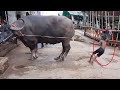 Small Boy Vs Buffalo I Big Buffalo In Bangladesh 2020 I Buffalo Riding