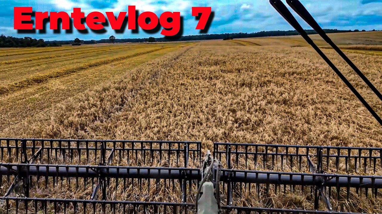 Vlog 354 Raps nur 1,7 Tonnen! So enttäuschend ist die ganze Sommerernte