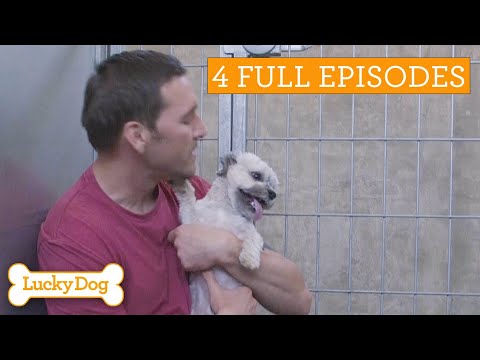 Rescue Dog Watch Party! | Lucky Dog S3 Eps 1 - 4