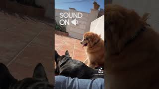 El vincle amb el gos - Pol Quintana - Educador de gossos