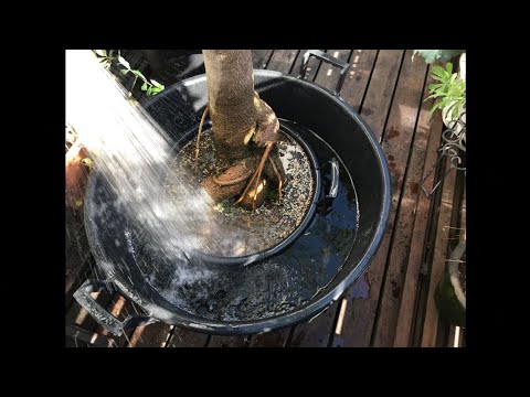 植木鉢にいるコガネムシの幼虫を駆除するにはどうすればよいですか？確実なヒント  庭園