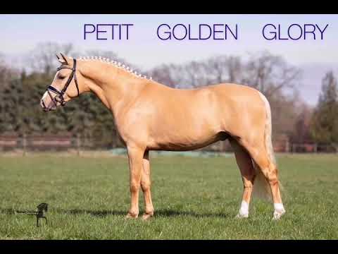 Petit Golden Glory