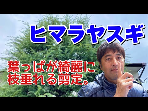スケトウダラヤナギの切り方:これがプロのやり方です 植物