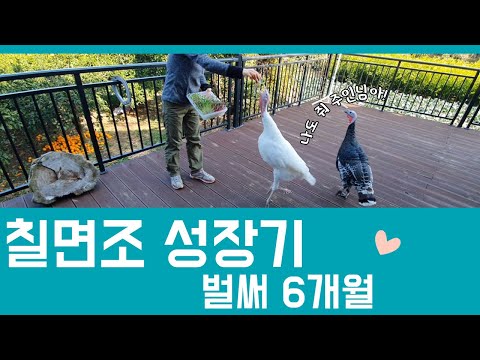 , title : '개냥이 같은 칠면조 키우기 (feat.왁자지껄 동물농장)'