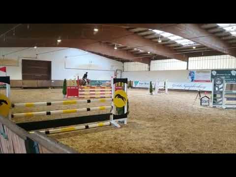 Cosmopolitan Stute *2016 (Kannan x Coulour Rubin)