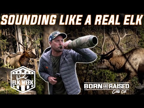 HOW TO CALL IN ELK (ELK WEEK)