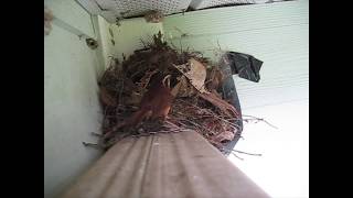 Wrens Make a Nest and Have Babies