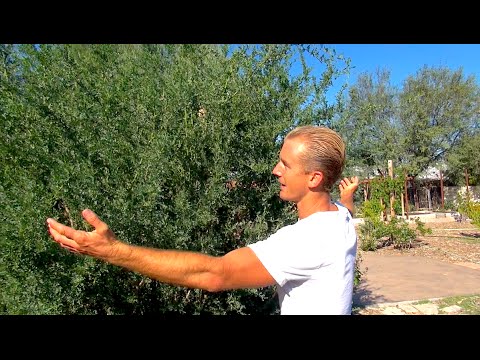 Top 10 Edible Plants, Cactus, and Trees for the Arizona Desert!