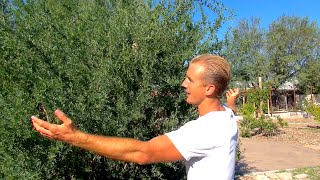 Top 10 Edible Plants, Cactus, and Trees for the Arizona Desert!