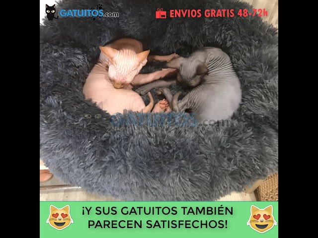 Vídeo relacionado con Mateju Cama Peluche Perro con Base Antideslizante, Cojín para Gatos de Felpa Rectangular Suave y Cómoda Cama para Mascotas Sofá para Mascotas para Medianos y Pequeños (Caqui,63x48x14.5cm)