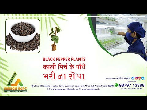 KALI MIRCH (BLACK PEPPER) PLANT