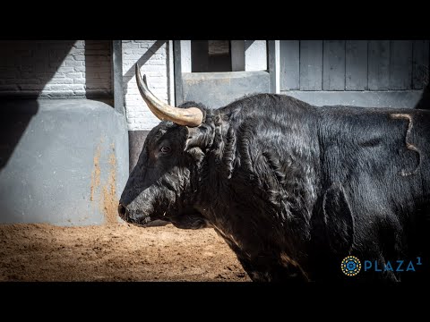 SORTEO | Toros de Baltasar Ibán, 12 de mayo