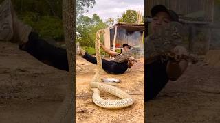 Download lagu MENAKUTKAN KING COBRA MENYERANG SAAT BERHADAPAN | KING COBRA |SNAKE mp3 Download lagu MENAKUTKAN KING COBRA MENYERANG SAAT BERHADAPAN | KING COBRA |SNAKE mp3