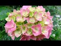The Best 28 Mammoth Hydrangea