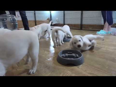 LIVE STREAM Puppy Cam Replay! 6 Adorable Labrador Puppies in their 6th Week!