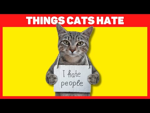 Things Cats Hate 🙀