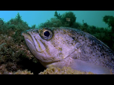 Anacapa Island - Diving Close Up