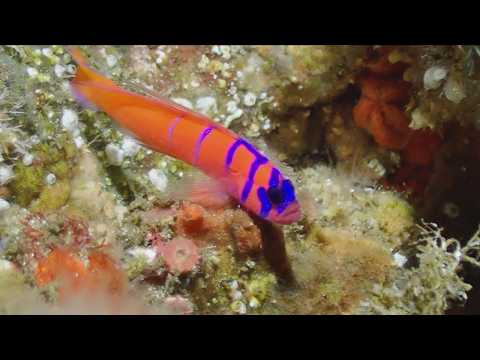 Anacapa Island – Diving Close Up - scuba diving video