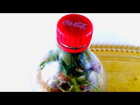 Beans Vs Bottle Time Lapse