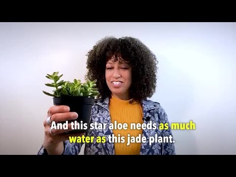 日常文法：金額。如...如比較 (Everyday Grammar: Amounts: As…As Comparisons)