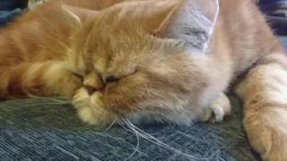 This Life - An Exotic Shorthair Introspective
