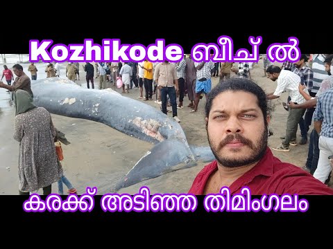 കോഴിക്കോട് beach ൽ കൂറ്റൻ തിമിംഗലം കരക്കടിഞ്ഞു