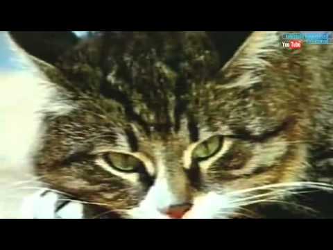 JEDNOĆA STVORITELJA 3