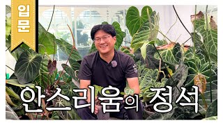 (입문) ❌고수 시청 금지❌ ㅣ 안스리움 초보자만 보세요ㅣ안스리움 시작하는 법