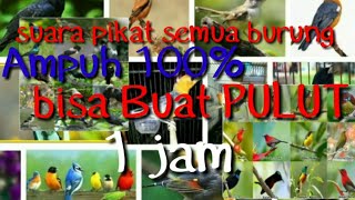 Download lagu Suara pikat burung, cocok buat mulut DIJAMIN AMPUH mp3