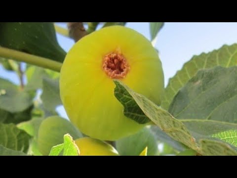 Čime pođubriti i šta još uraditi u jesen da smokve donesu obilan i zdrav rod