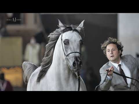 ⚜️ DOHA STUD - Presents ⁣⁣their Junior Females qualified for⁣⁣ Arabian Peninsula Championships 🇶🇦⁣⁣