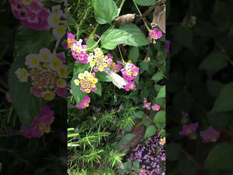 蝶と庭のシロツメクサ